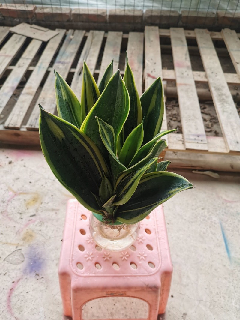 虎皮兰水培植物基地批发金边白玉品种齐全吸甲醛