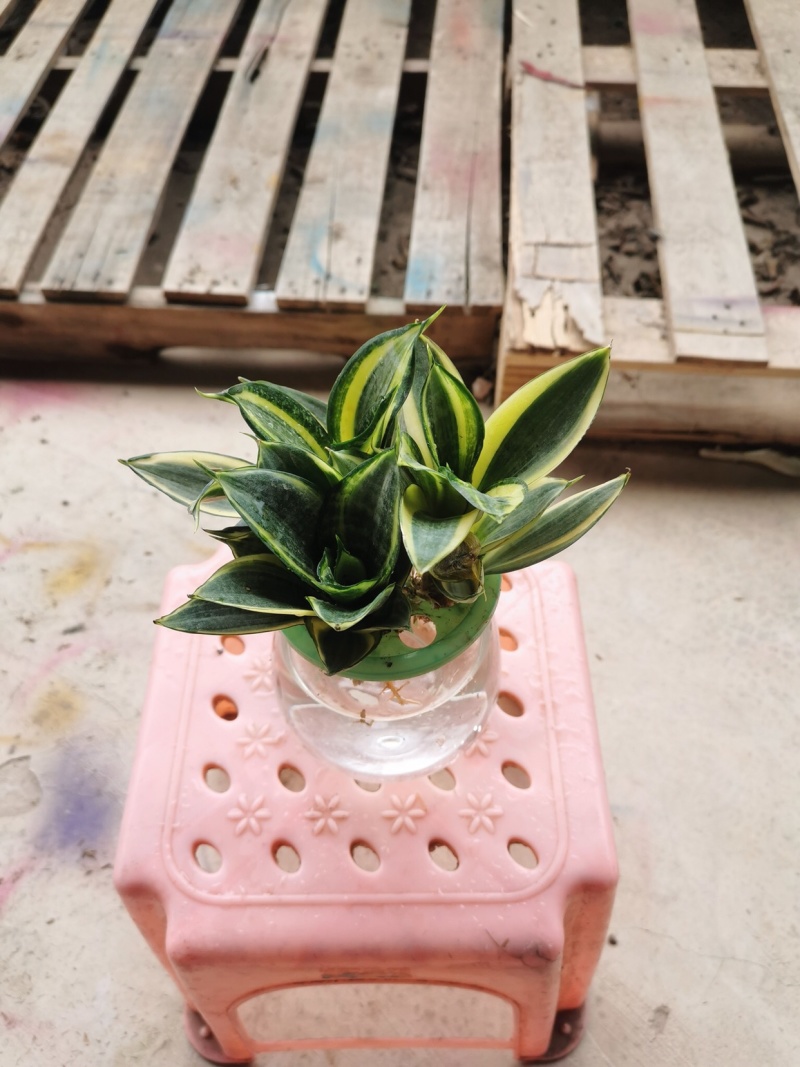 虎皮兰水培植物基地批发金边白玉品种齐全吸甲醛