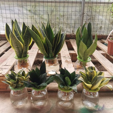 虎皮兰水培植物基地批发金边白玉品种齐全吸甲醛