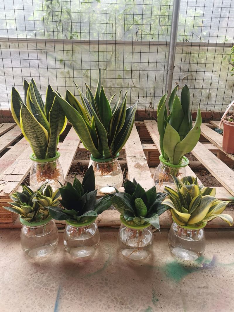 虎皮兰水培植物基地批发金边白玉品种齐全吸甲醛