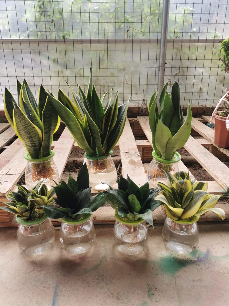 虎皮兰水培植物基地批发金边白玉品种齐全吸甲醛