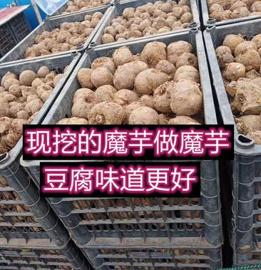 贵州新鲜大魔芋魔芋新鲜的魔芋现挖的商品魔芋