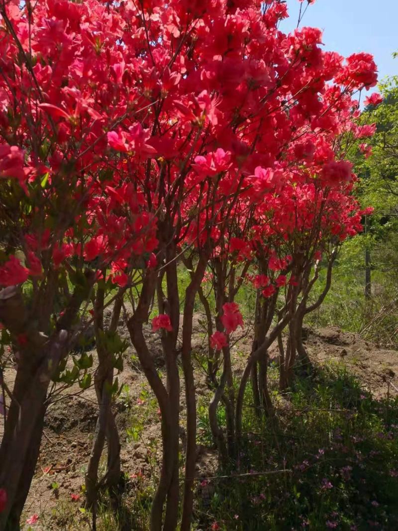 映山红（截杆）占地、别墅庭院美化花海绿化神器