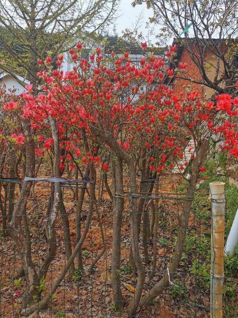 映山红（截杆）占地、别墅庭院美化花海绿化神器