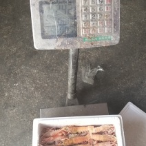 海龙虾，商超微商必选产品