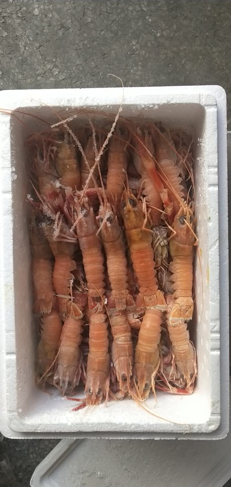 海龙虾，商超微商必选产品