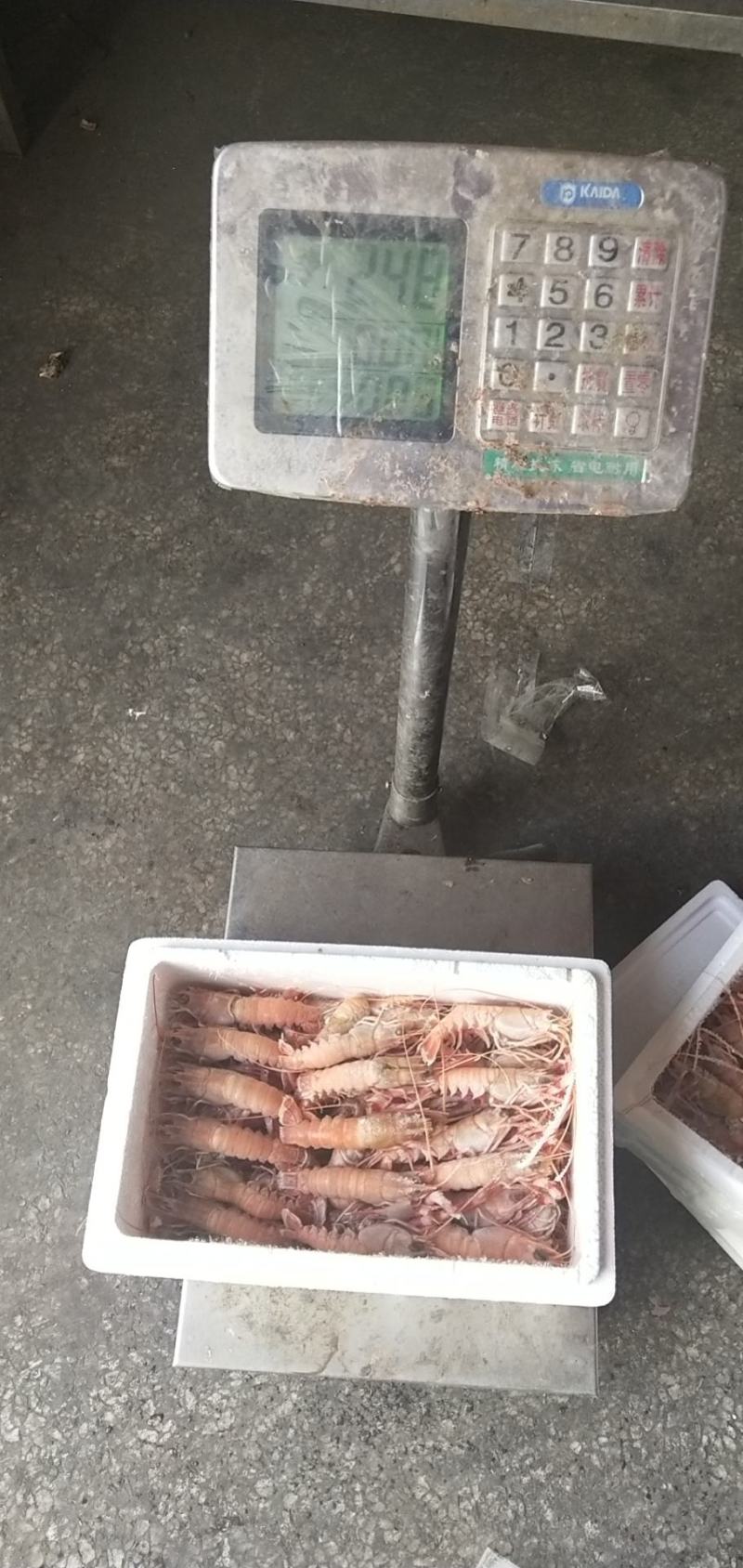 海龙虾，商超微商必选产品