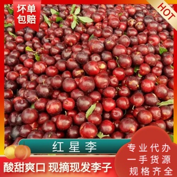 【李子】精品红心李红布林口感脆甜现摘现发量大从优