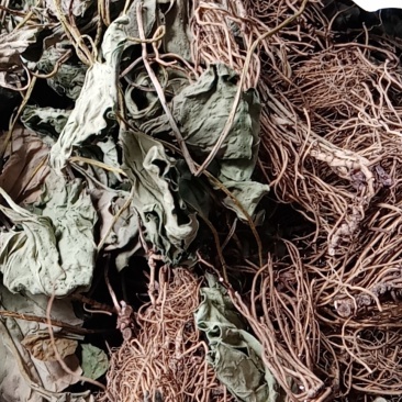 威灵仙东北野生细辛全草