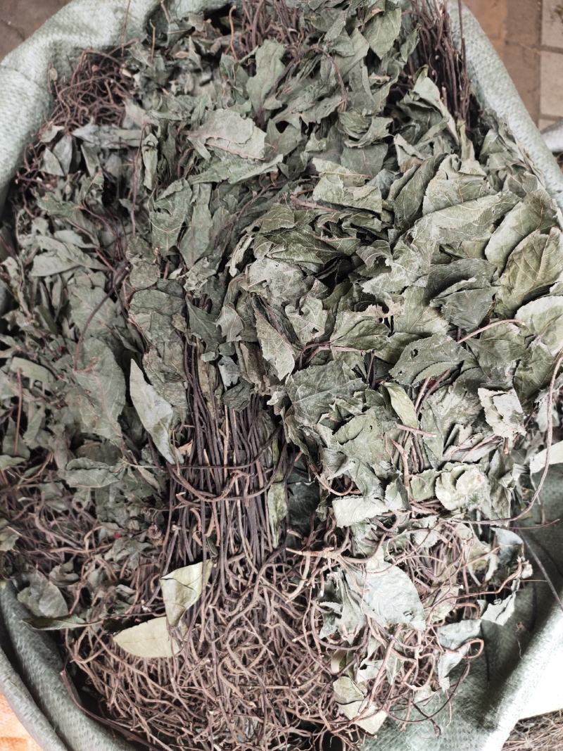 野生中药材不出林平地木整株发货