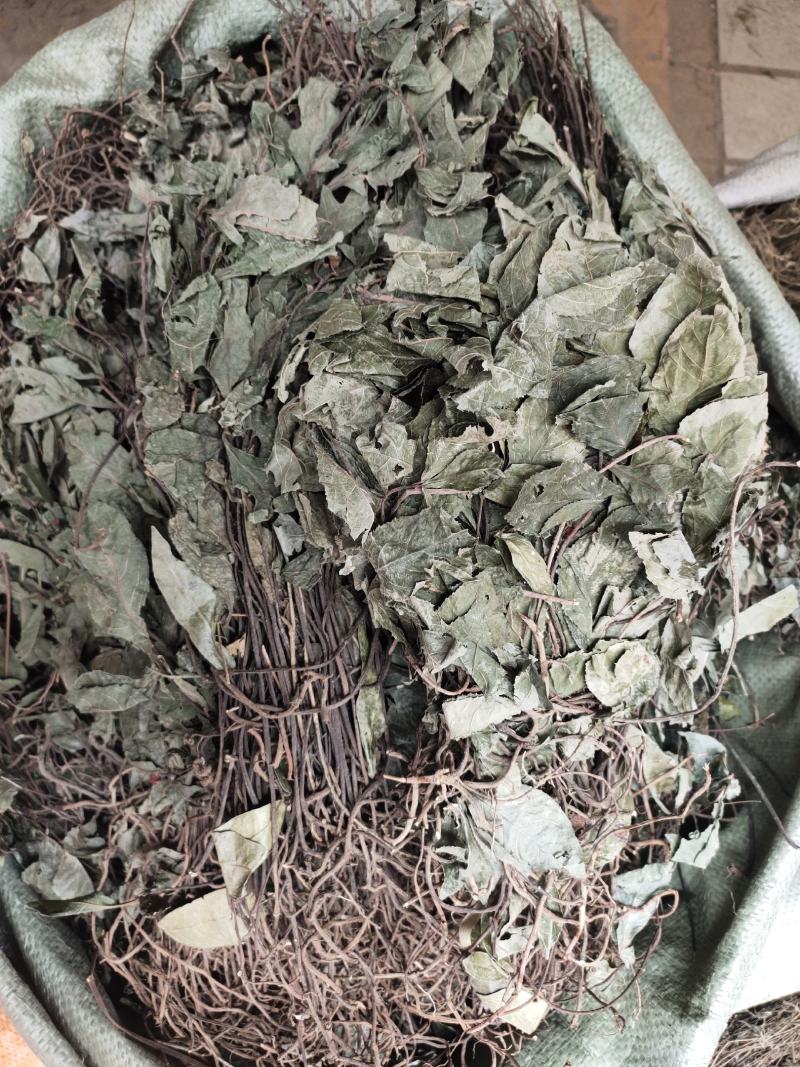 野生中药材不出林平地木整株发货