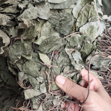 野生中药材不出林平地木整株发货
