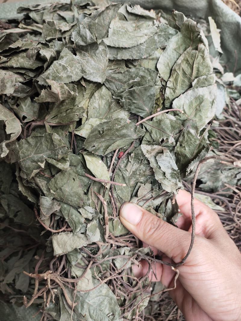 野生中药材不出林平地木整株发货