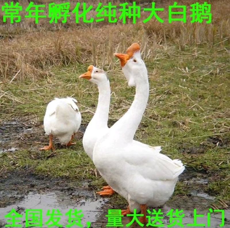 【皖西白鹅苗】免费提供技术，免费建温棚，签合同包回收