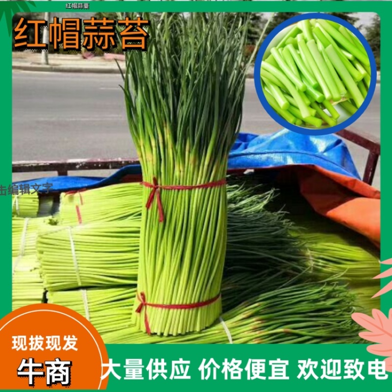 精品红帽蒜苔产地直供一手货源有要的快点下单