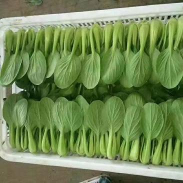 【优选】精品安徽上海青小油菜基地直供对接市场商超全国发货