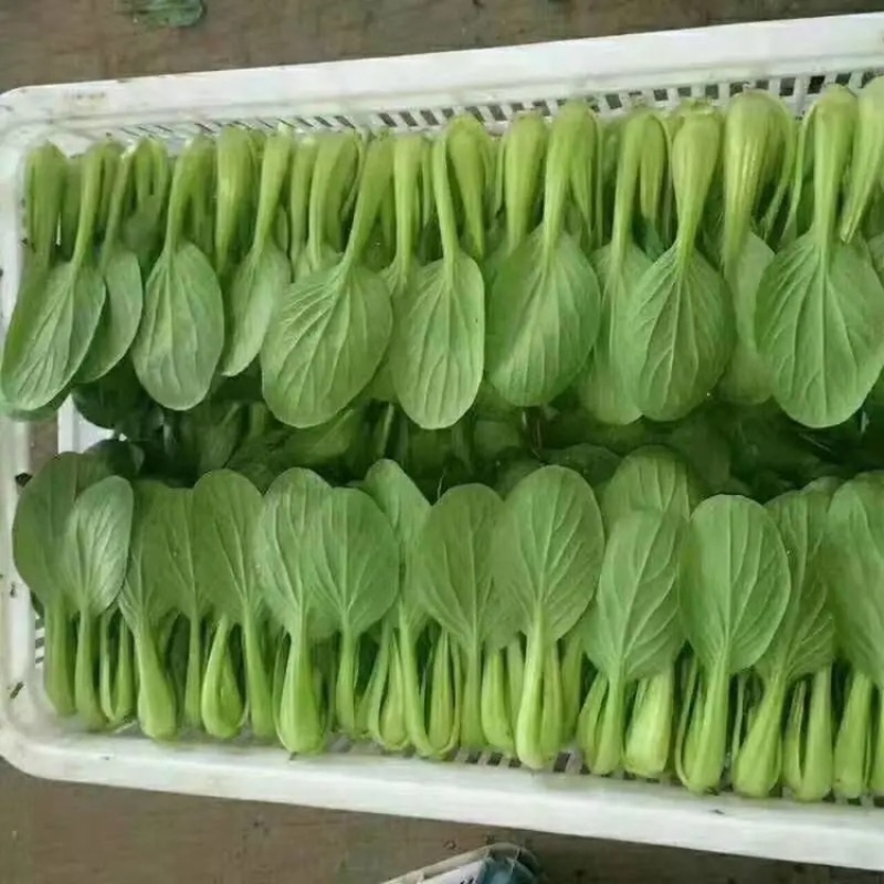 【优选】精品安徽上海青小油菜基地直供对接市场商超全国发货