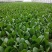 【牛商推荐】精品安徽上海青叶菜万亩大棚种植基地一手货源
