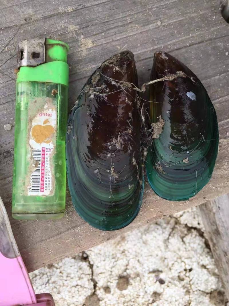 青口贝，青口贝螺肉