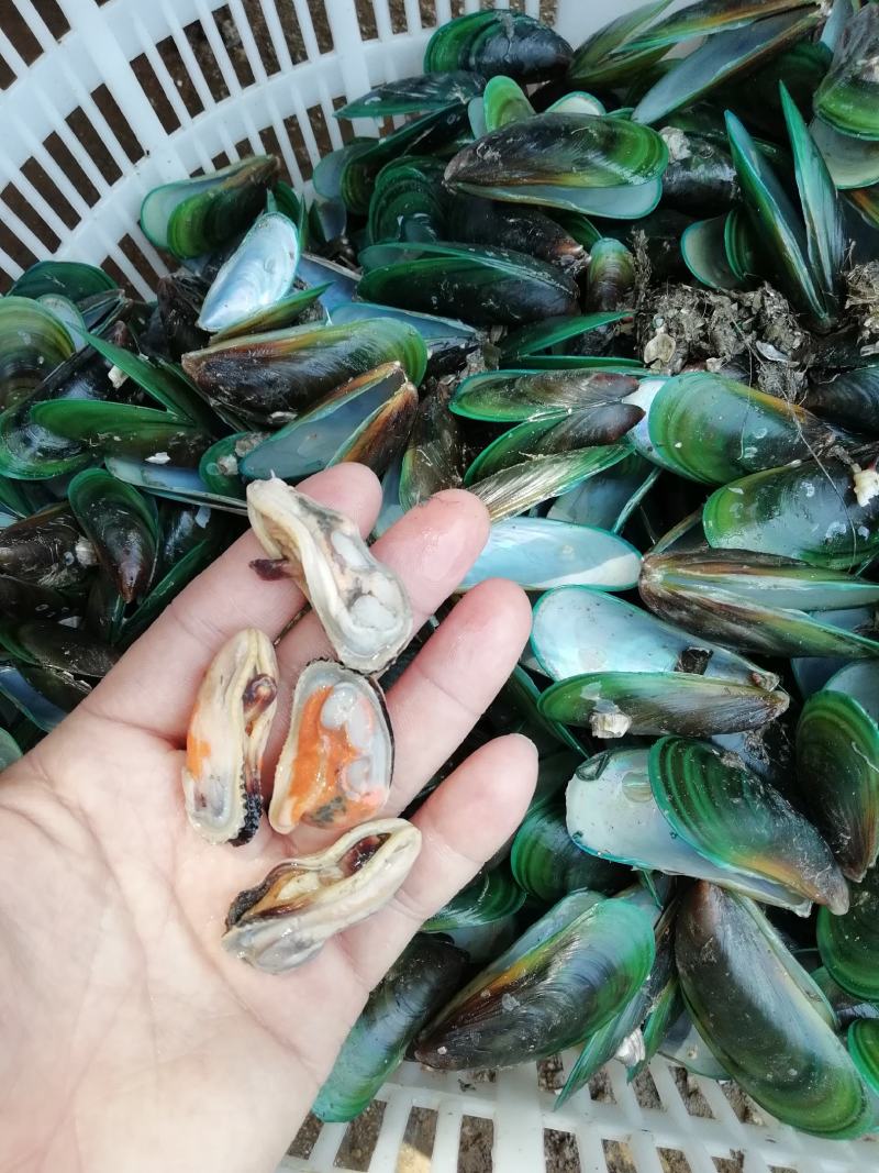 青口贝，青口贝螺肉