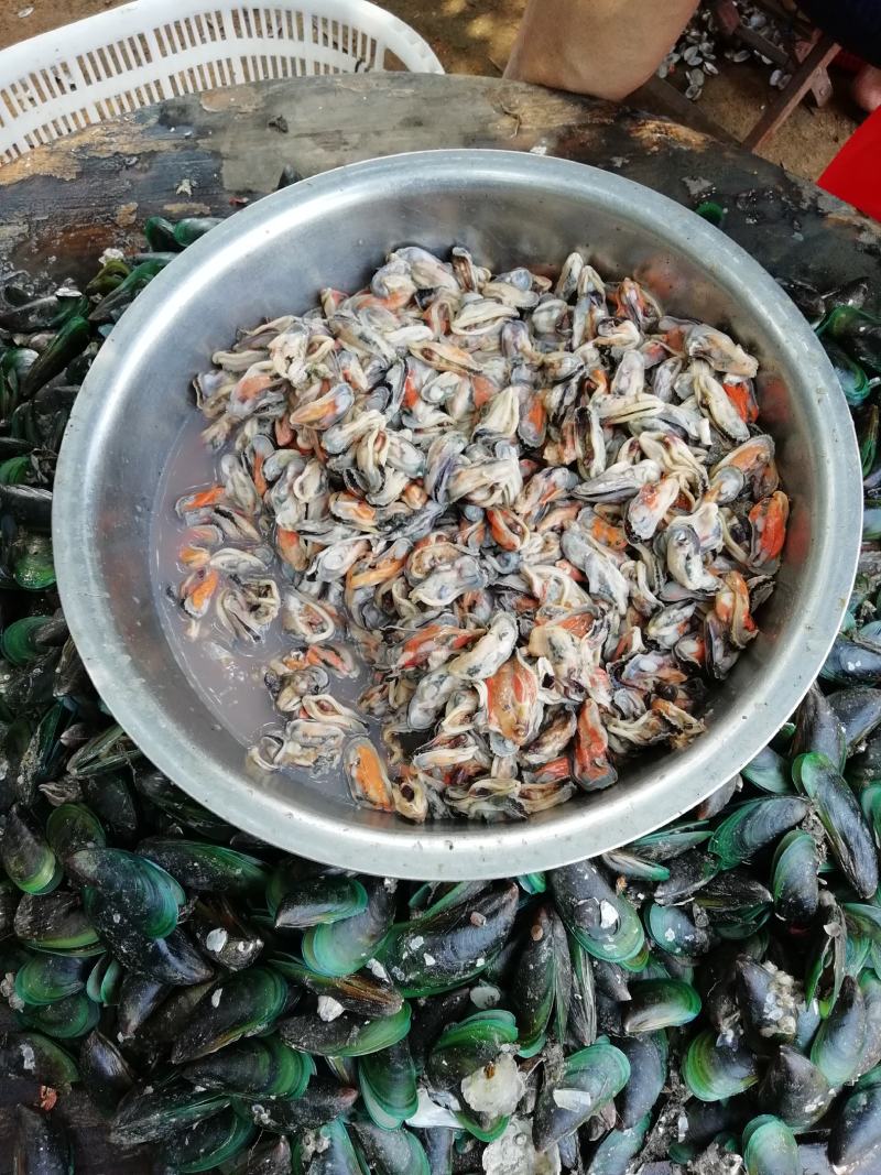 青口贝，青口贝螺肉