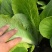 精品安徽小白菜奶白菜/基地直供/对接市场批发/全国发货
