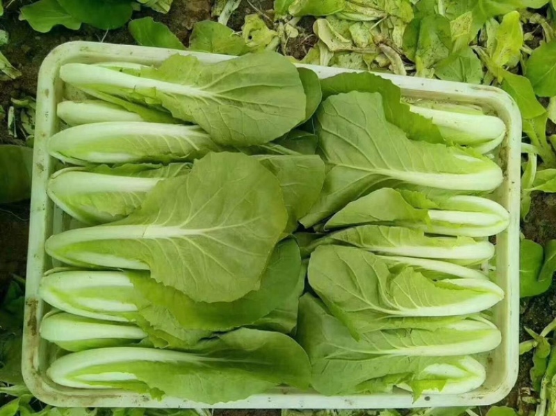 精品安徽小白菜奶白菜/基地直供/对接市场批发/全国发货