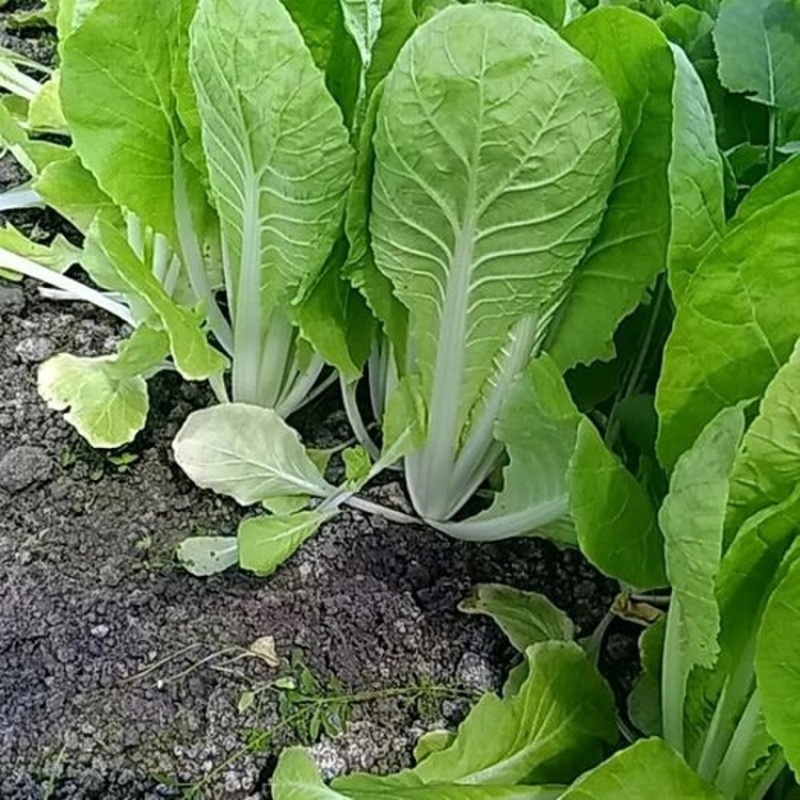 精品安徽小白菜奶白菜/基地直供/对接市场批发/全国发货