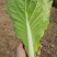 精品安徽小白菜奶白菜/基地直供/对接市场批发/全国发货