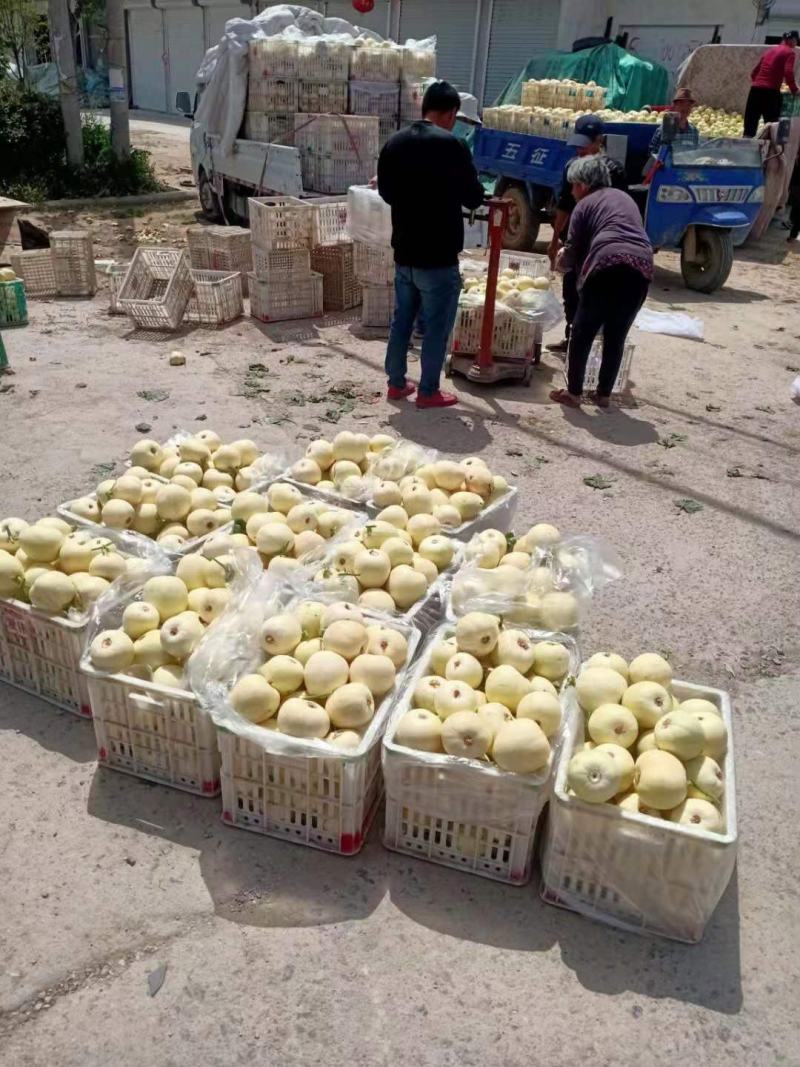 白沙蜜白瓜，各种白甜瓜大量上市中，保熟保甜