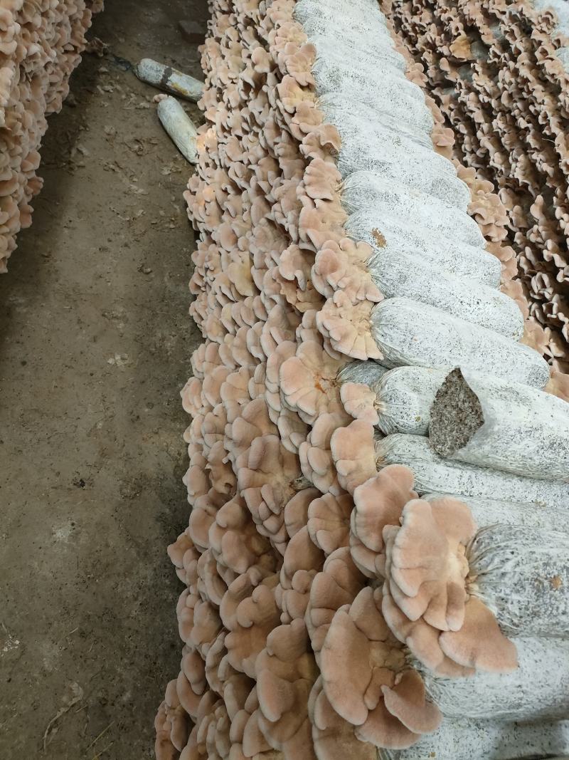 榆耳菌种榆耳菌包榆耳菌棒菇型好颜色正