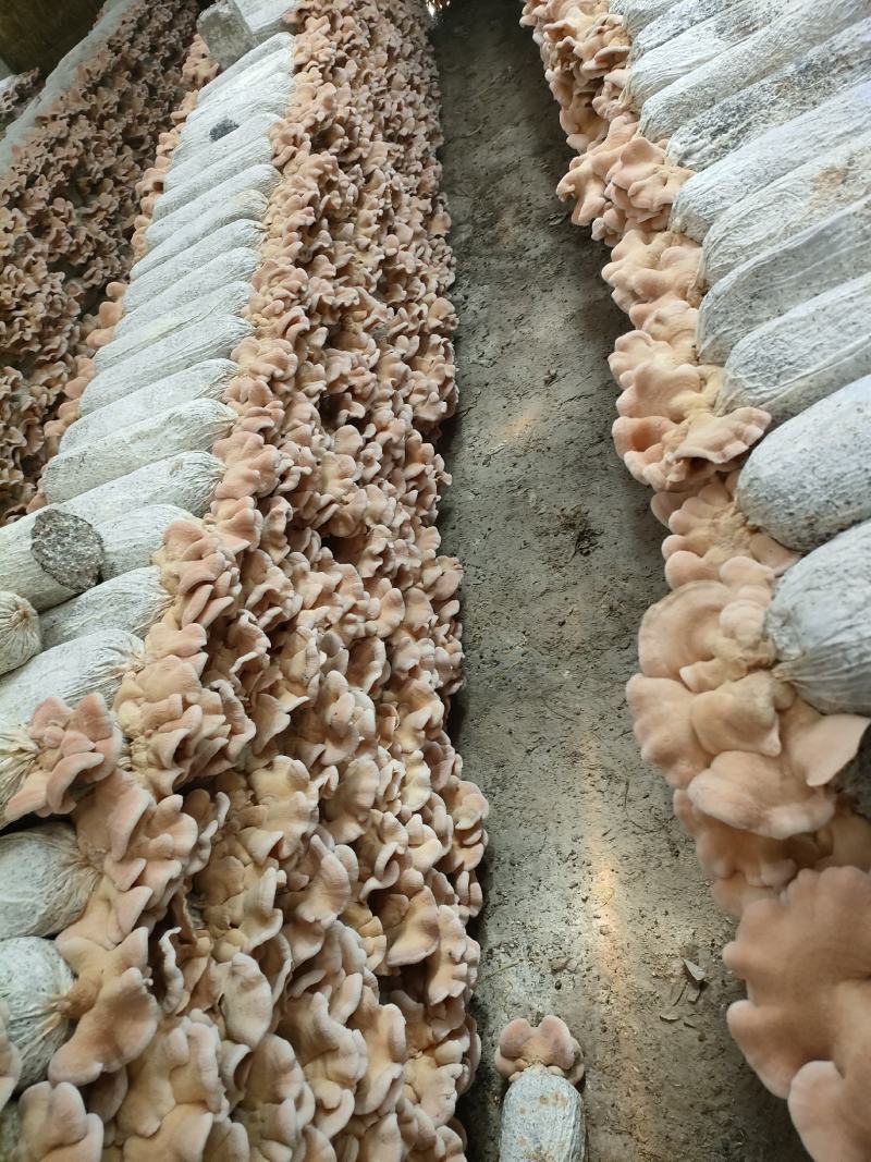 榆耳菌种榆耳菌包榆耳菌棒菇型好颜色正