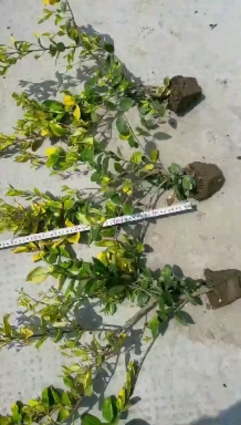 女贞大量上市全国发货欢迎全国各地老板咨询量大优惠