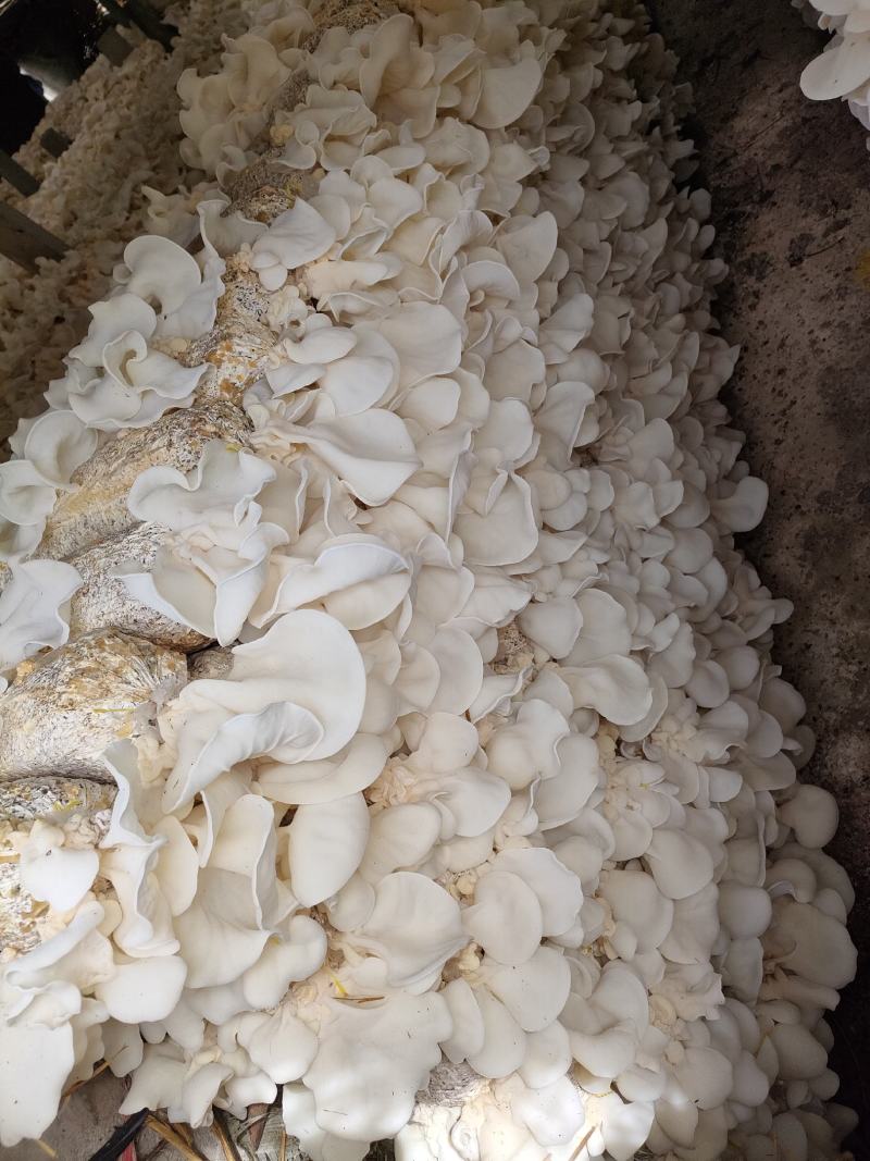 白木耳菌包白木耳菌棒木耳菌包菇型好抗病