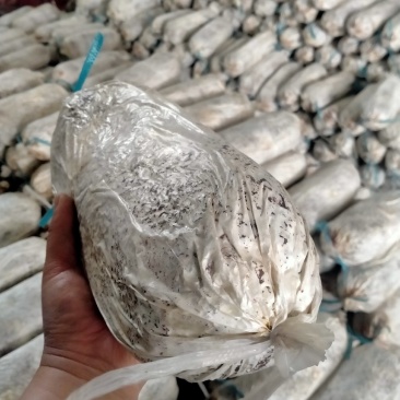 灵芝菌棒开口就可以出灵芝成活率高产地直销量大从优技术指导