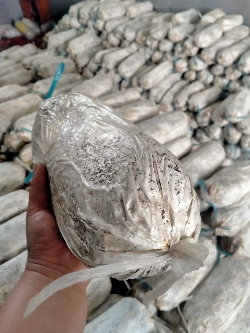 灵芝菌棒开口就可以出灵芝成活率高产地直销量大从优技术指导