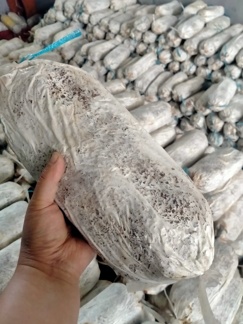 灵芝菌棒开口就可以出灵芝成活率高产地直销量大从优技术指导