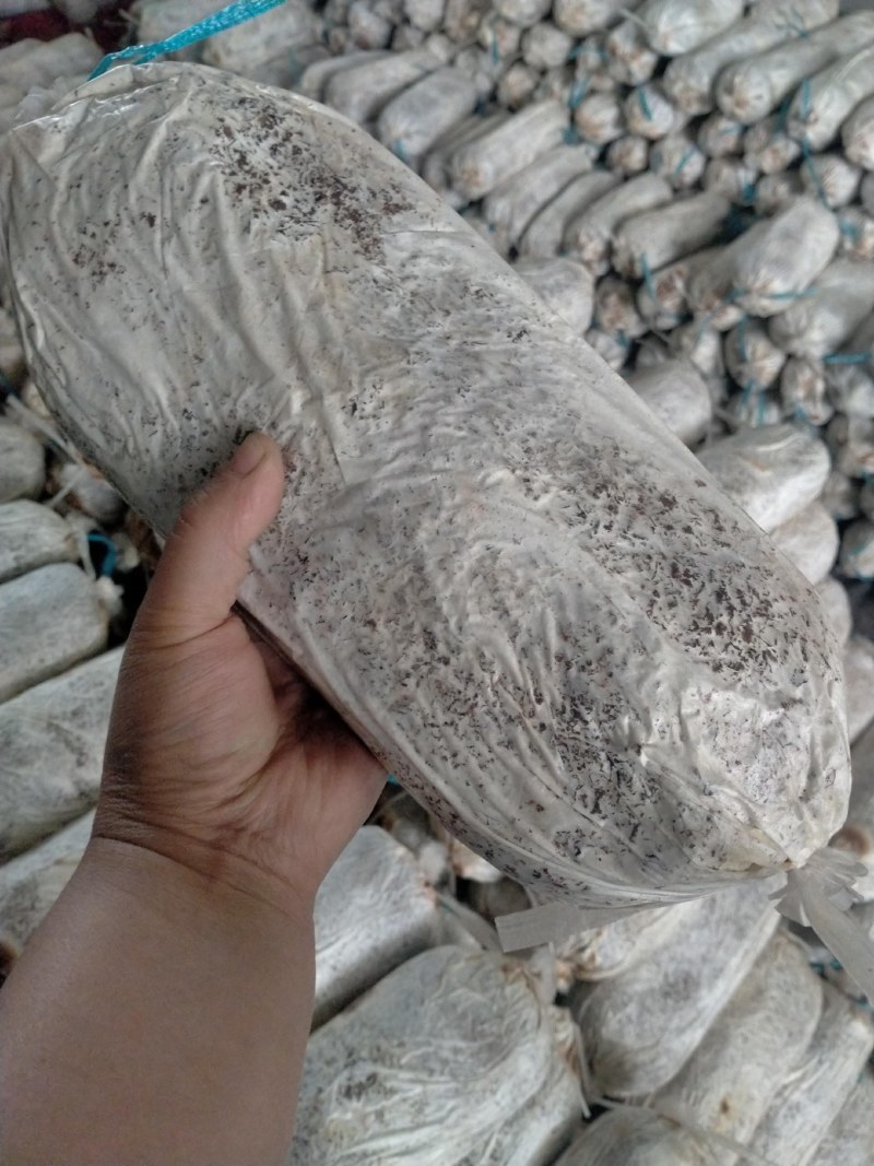 灵芝菌棒开口就可以出灵芝成活率高产地直销量大从优技术指导