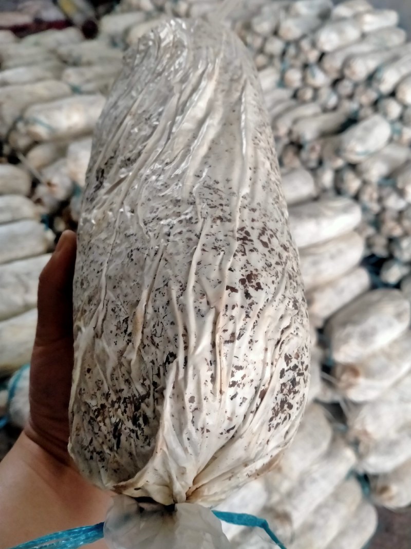 灵芝菌棒开口就可以出灵芝成活率高产地直销量大从优技术指导