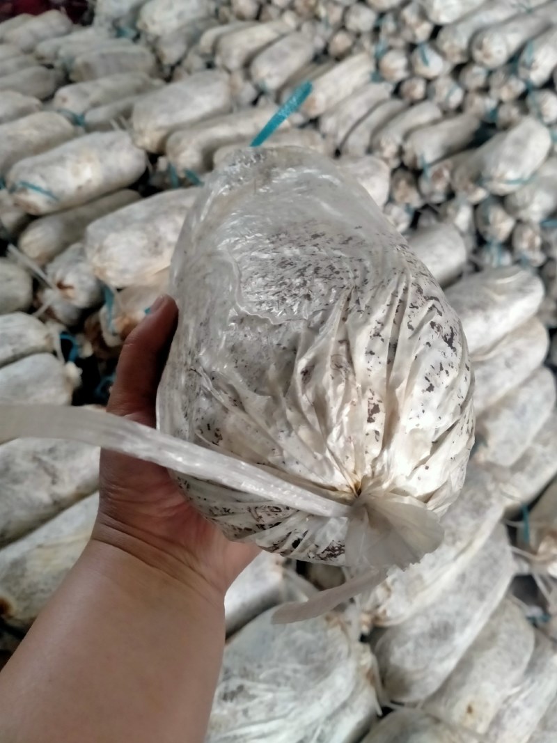 灵芝菌棒开口就可以出灵芝成活率高产地直销量大从优技术指导