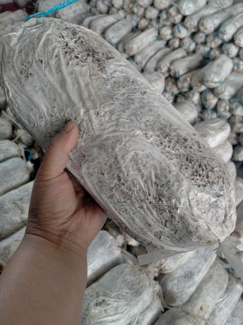 灵芝菌棒开口就可以出灵芝成活率高产地直销量大从优技术指导