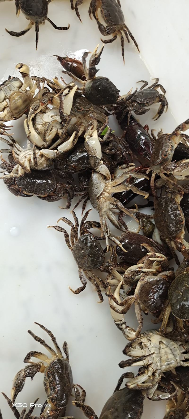大量螃蟹需要的联系大量