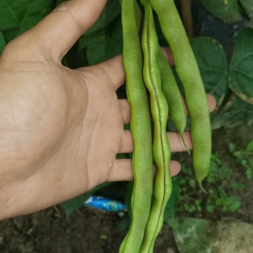 大众蔬菜基地，挣钱你就来。