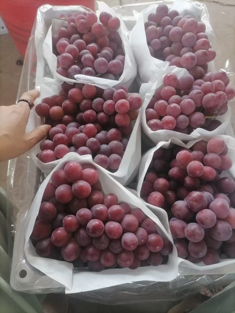元谋基地，红提葡萄，正在大量上市，欢迎各位老板，前来订购