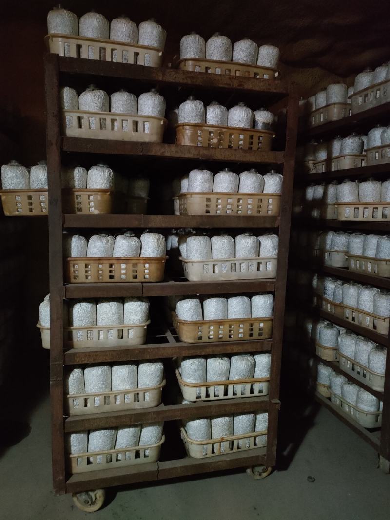 批发黑皮鸡枞菌菌种菌棒菌包一手货源诚信经营