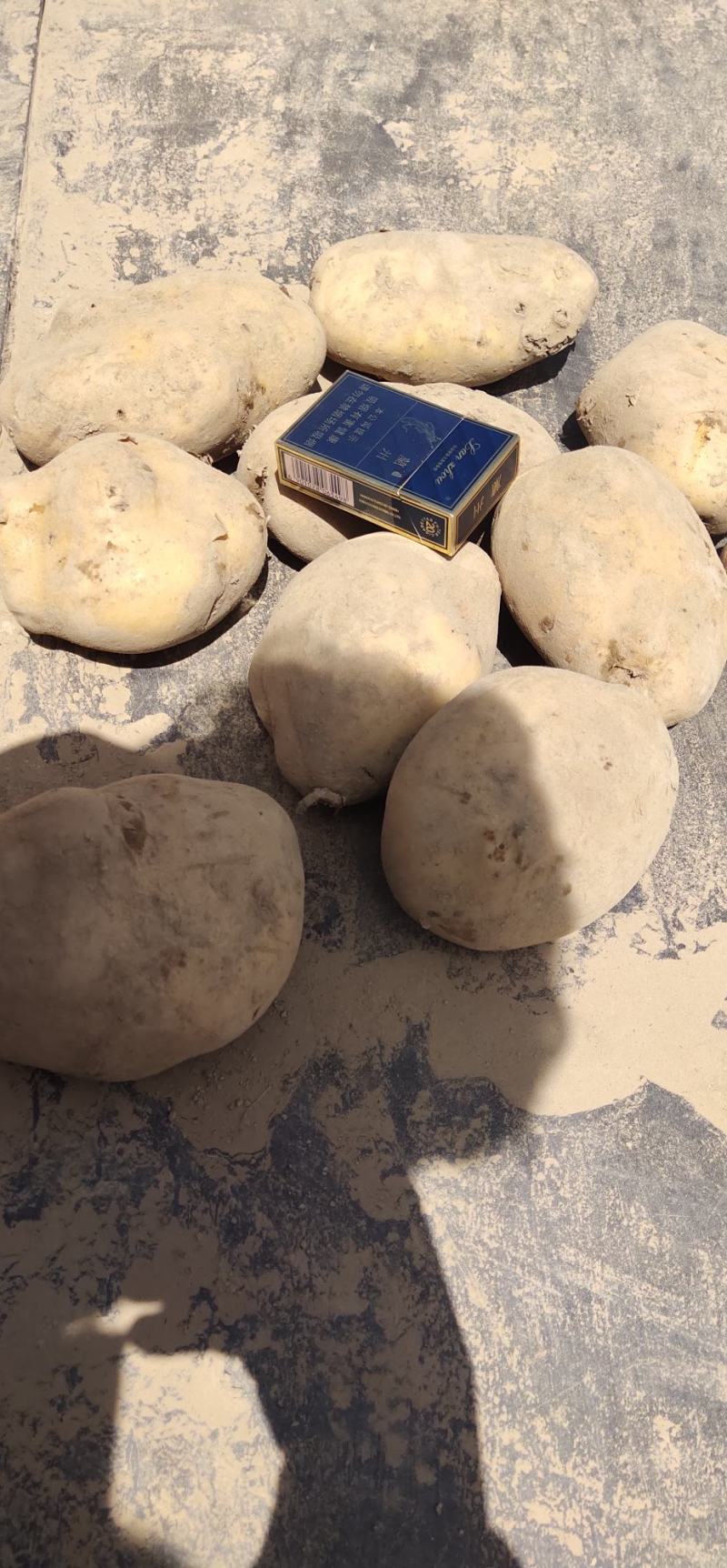 精品土豆陇十特大大量走货欢迎新老客户抓紧与我联系