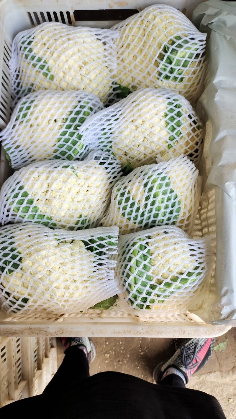 有机花