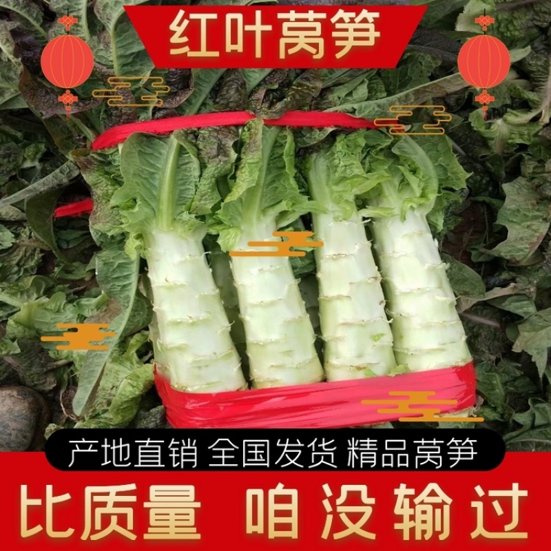 【精选】开封红叶香莴笋大量供应产地直发，供应全国欢迎联系