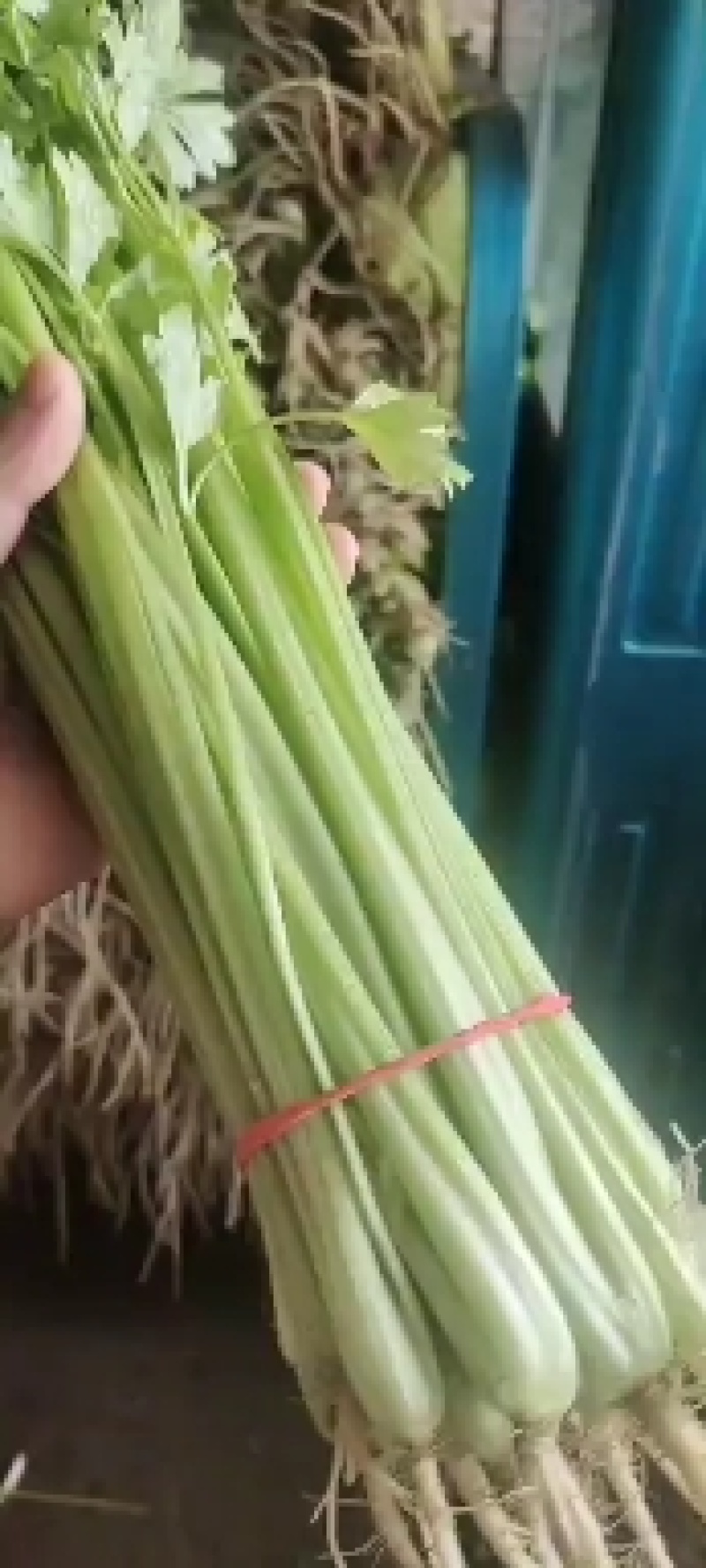 芹菜