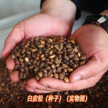 新采白皮松树种子白骨松三针松白果松虎皮松蟠龙松树籽
